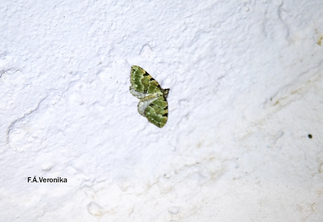 Colostygia pectinataria - zöld levélaraszoló