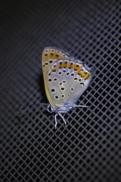 Lycaena thersamon - kis tűzlepke