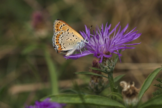 Lycaena thersamon - kis tűzlepke