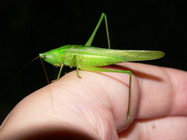 Ruspolia nitidula - nagy kúpfejűszöcske