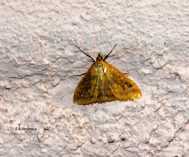 Sitochroa verticalis - világossárga dudvamoly
