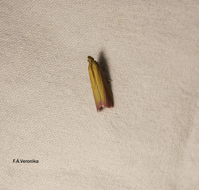 Oncocera semirubella - lucernamoly