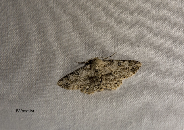 Ascotis selenaria - holdas faaraszoló