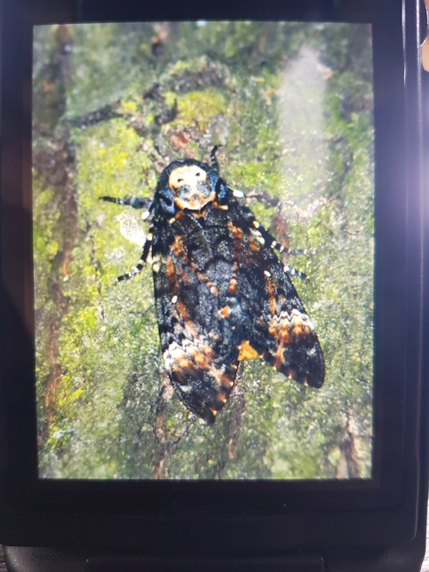 Acherontia atropos - halálfejes lepke