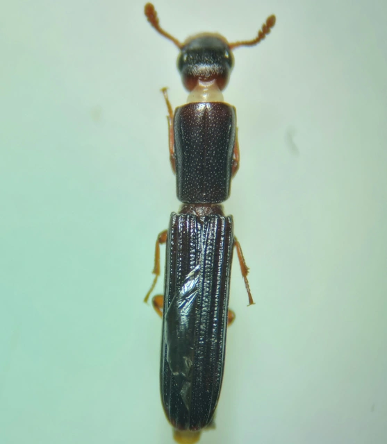 Colydium elongatum - ösztövér héjbogár