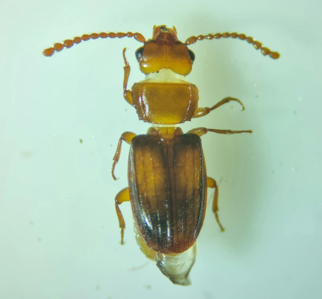 Laemophloeus monilis - nagyfoltú szegélyeslapbogár
