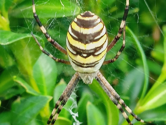 Argiope bruennichi - darázspók
