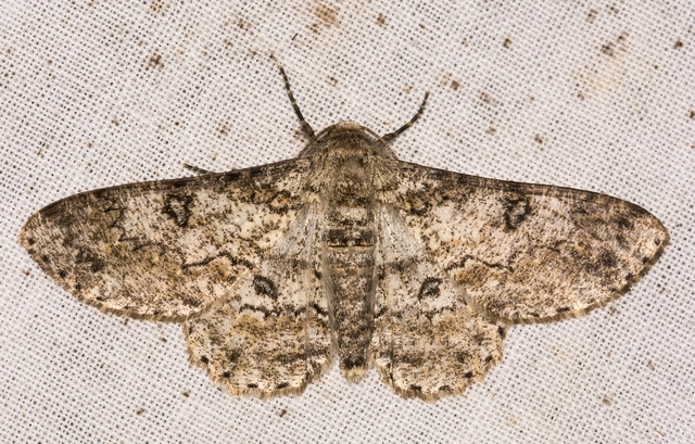 Ascotis selenaria - holdas faaraszoló