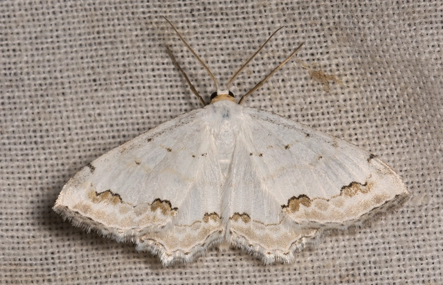 Scopula ornata - díszes fehéraraszoló