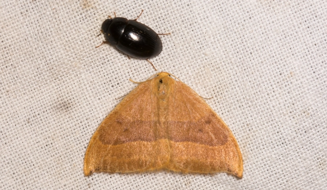 Watsonalla cultraria - bükkfa-sarlósszövő