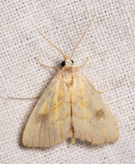 Rivula sericealis - selymes lórombagoly