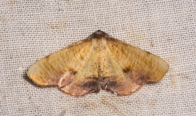 Plagodis dolabraria - baltaszárnyú araszoló