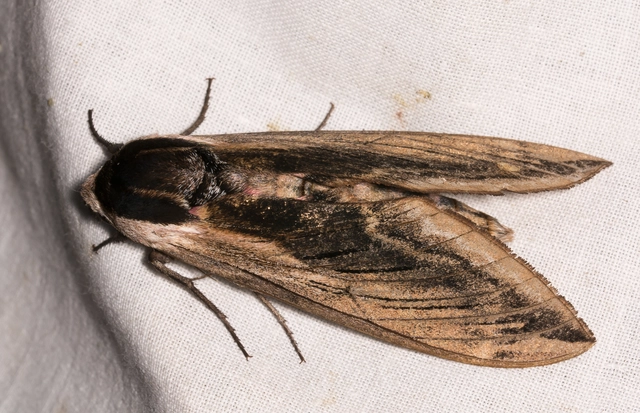 Sphinx ligustri - fagyalszender