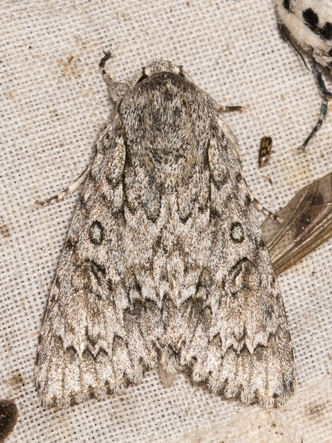 Acronicta aceris - vadgesztenye-szigonyosbagoly