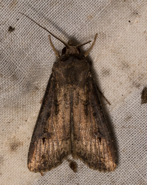 Agrotis ipsilon - nagy földibagoly