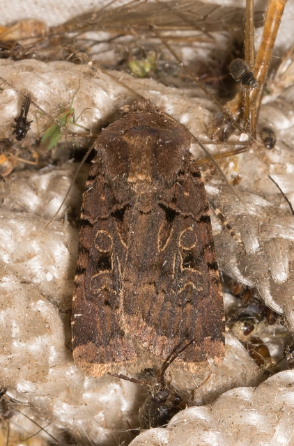 Chersotis rectangula - barna földibagoly