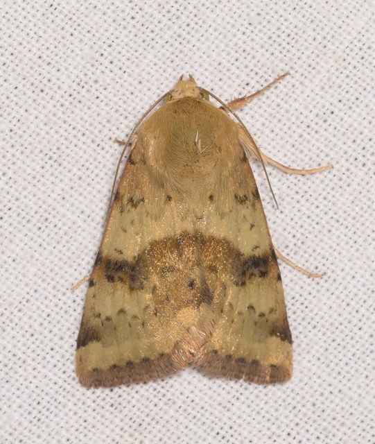 Heliothis viriplaca - mácsonyabagoly