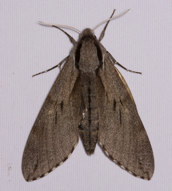 Hyloicus pinastri - fenyőszender