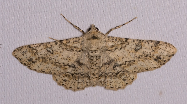 Ascotis selenaria - holdas faaraszoló