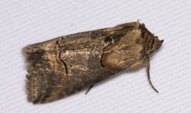 Abrostola triplasia - közönséges csalánbagoly