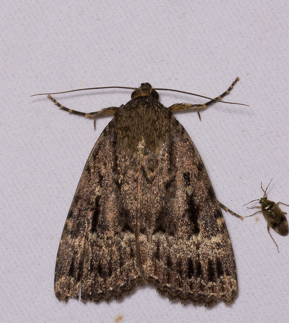 Amphipyra berbera/pyramidea