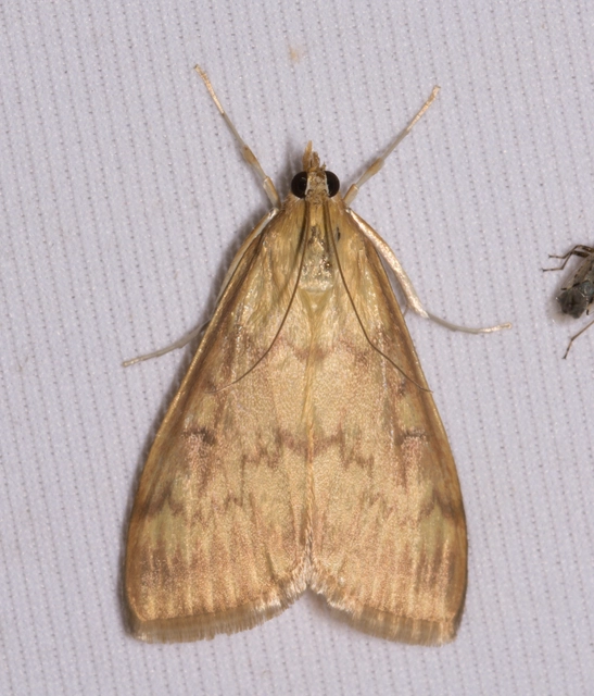 Ostrinia nubilalis - kukoricamoly