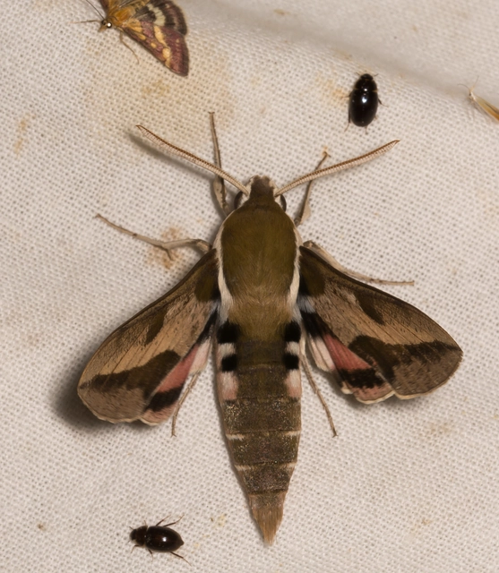 Hyles euphorbiae - kutyatejszender