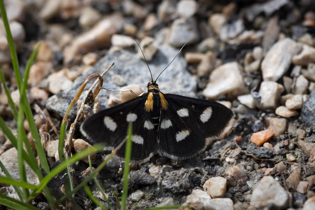 Anania funebris - aranyvessző-kormosmoly