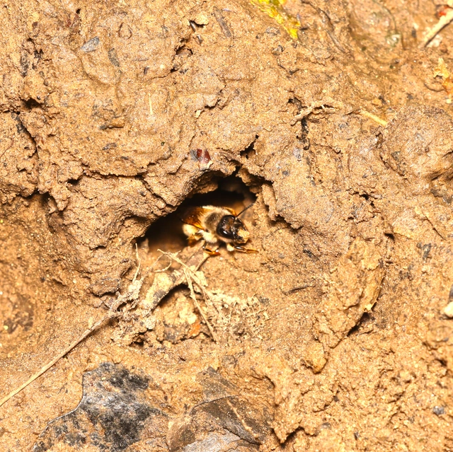 Apidae - méhfélék