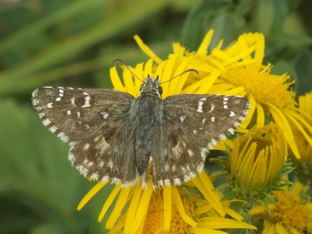 Pyrgus armoricanus - feles busalepke