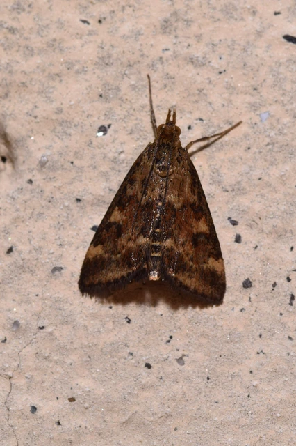 Pyrausta despicata - réti bíbormoly