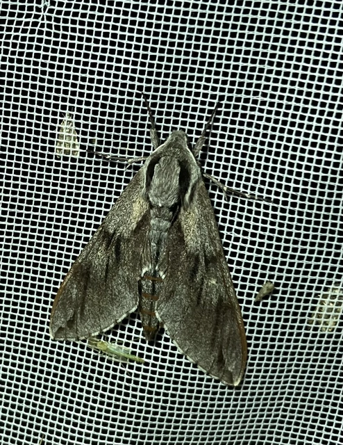 Hyloicus pinastri - fenyőszender