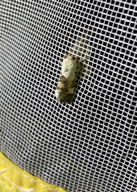 Acontia lucida - fehér nappalibagoly