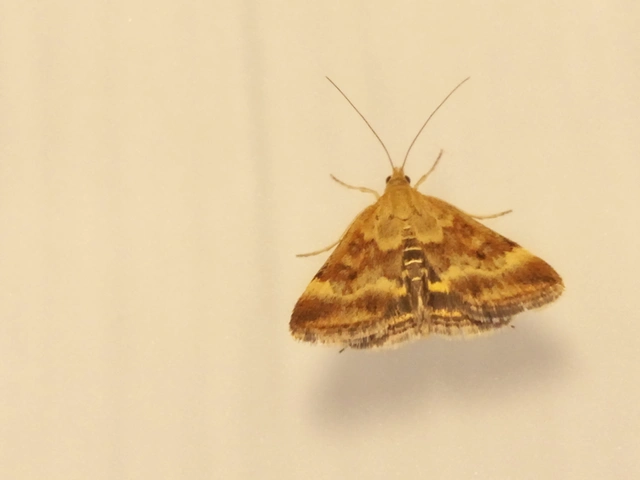 Pyrausta despicata - réti bíbormoly