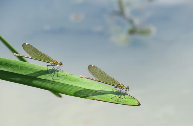 Calopteryx splendens - sávos szitakötő