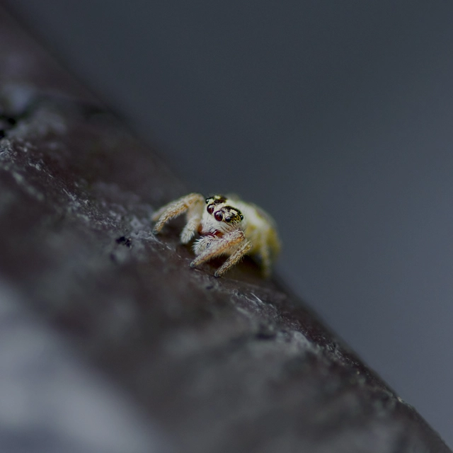 Macaroeris nidicolens - fészkes ugrópók
