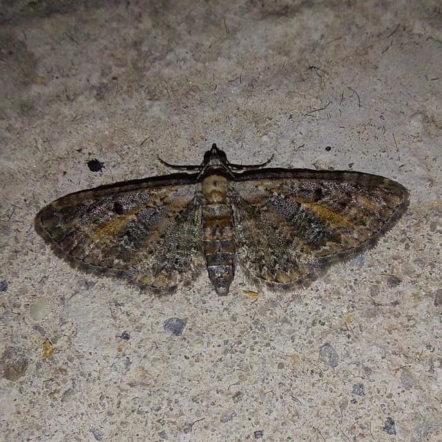 Eupithecia icterata - rozsdafoltos törpearaszoló