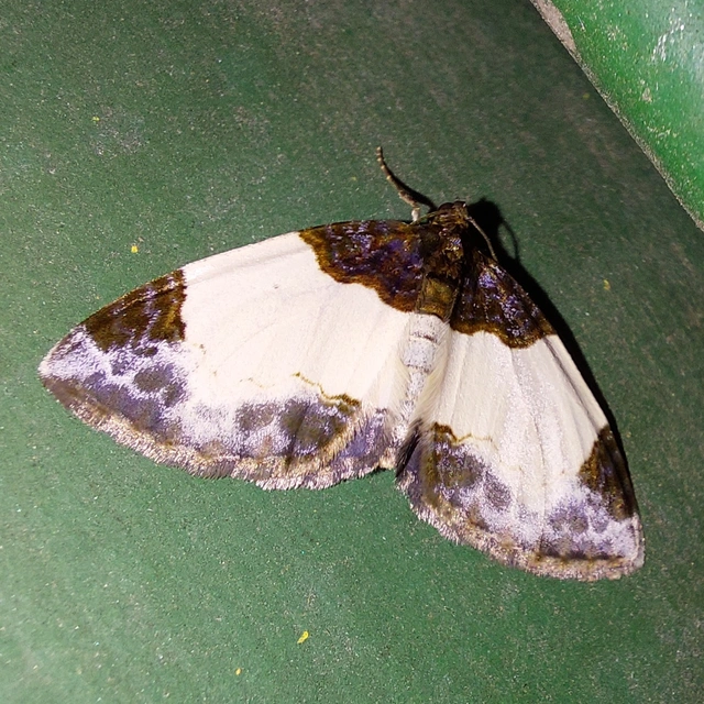 Mesoleuca albicillata - tarka fűzfaaraszoló