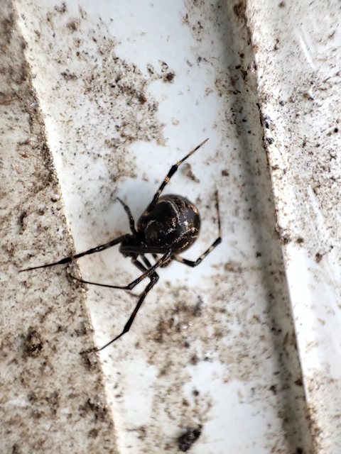 Parasteatoda tepidariorum - üvegházi törpepók
