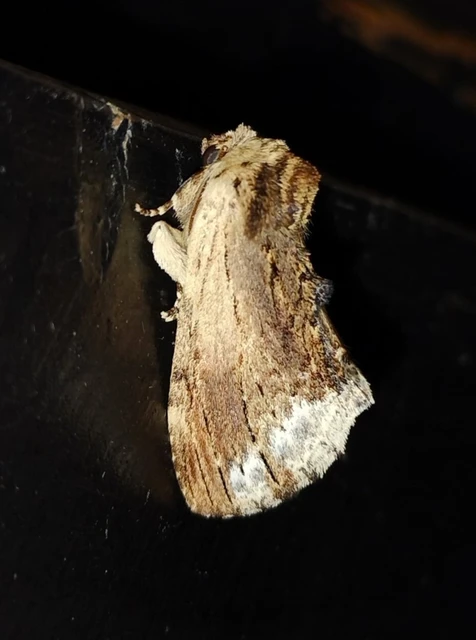 Ptilodon cucullina - csuklyás púposszövő