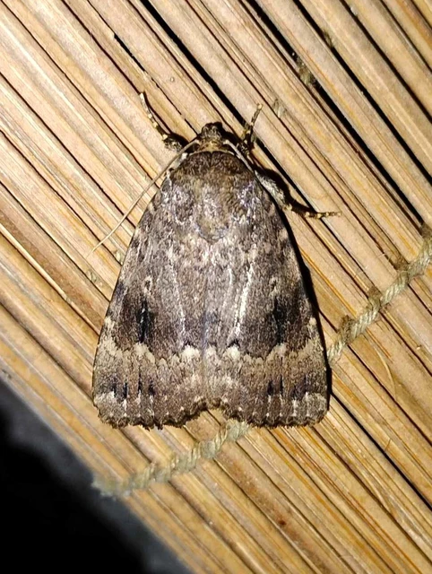 Amphipyra berbera/pyramidea