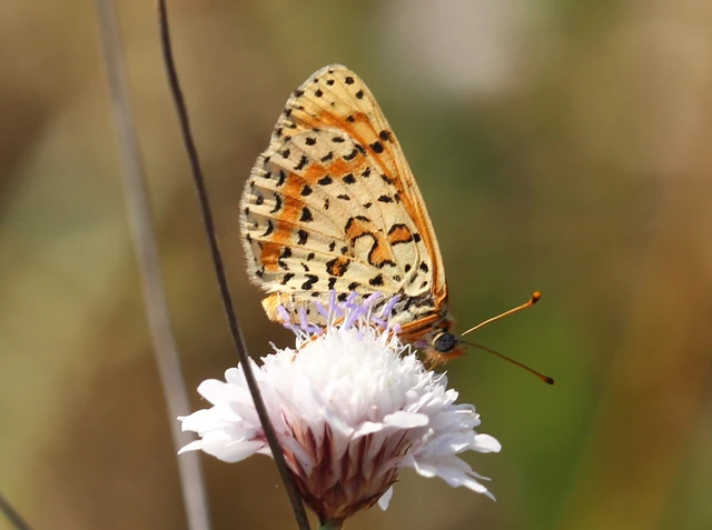 Melitaea didyma - tüzes tarkalepke