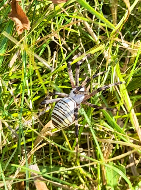 Argiope bruennichi - darázspók
