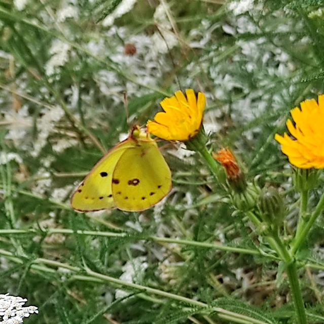 Colias hyale - kéneslepke