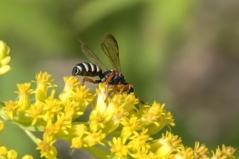 Cerceris interrupta