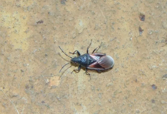 Oxycarenus lavaterae - hársbodobács