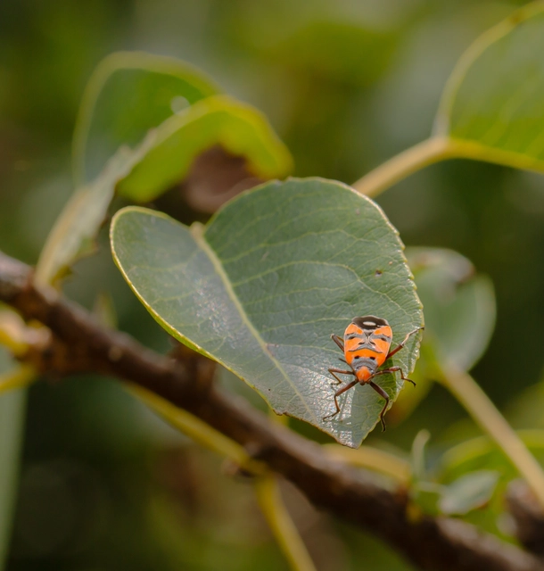 Lygaeus equestris/simulans