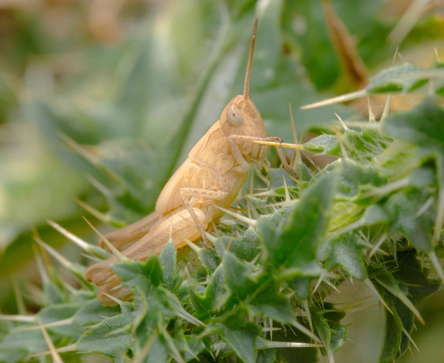 Chorthippus (Glyptobothrus) (subgenus)