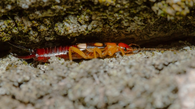 Forficula smyrnensis - szmirnai fülbemászó