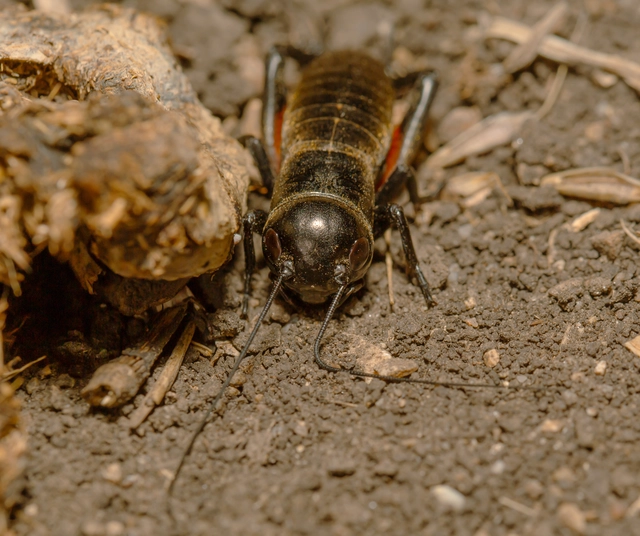 Gryllus campestris - mezei tücsök